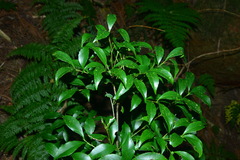 Symplocos setchuensis