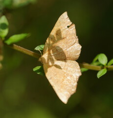 Planolocha obliquata