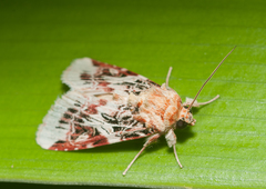 Spodoptera picta
