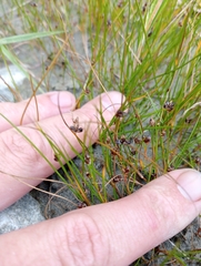 Juncus novae-zelandiae