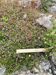 Leptinella pyrethrifolia