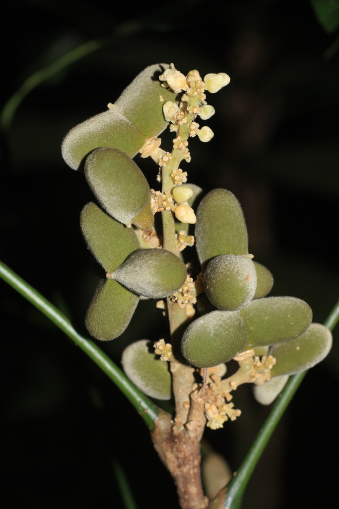 Lepisanthes erecta