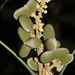 Lepisanthes erecta - Photo (c) madhavan a.p,  זכויות יוצרים חלקיות (CC BY), הועלה על ידי madhavan a.p
