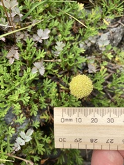 Leptinella pyrethrifolia