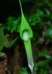 Arisaema formosanum