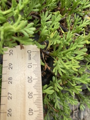 Leptinella pyrethrifolia
