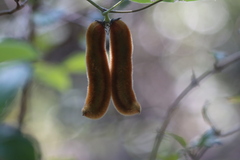 Mucuna pruriens