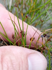 Juncus novae-zelandiae