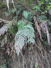 Woodwardia prolifera