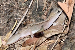 Diplodactylus vittatus