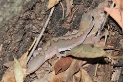 Diplodactylus vittatus