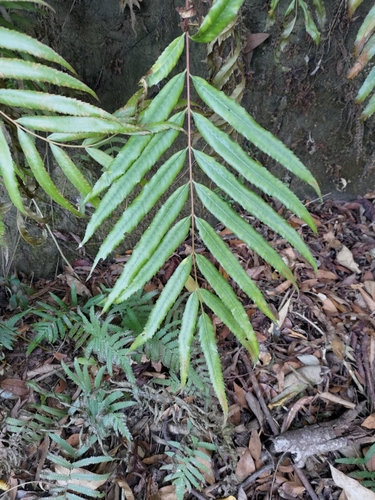 Osmunda banksiifolia iNat (2)