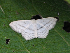 Scopula nigropunctata