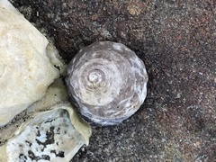 Bembicium auratum