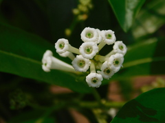 Cestrum diurnum