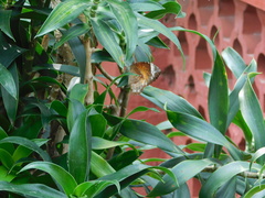 Elymnias hypermnestra