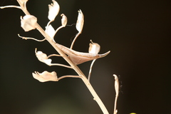 Anthocharis cardamines