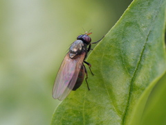 Calliopum elisae