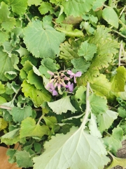 Orychophragmus violaceus