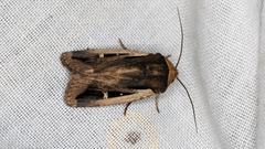 Proteuxoa tortisigna