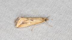 Achyra massalis