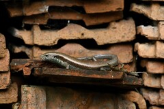 Eutropis longicaudata