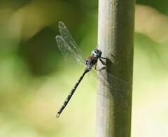 Austroaeschna multipunctata