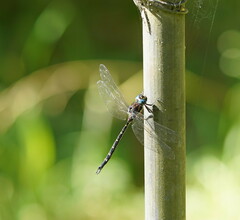 Austroaeschna multipunctata