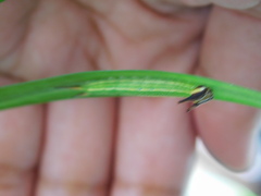 Elymnias hypermnestra