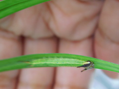 Elymnias hypermnestra