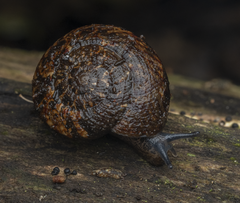 Thalassohelix igniflua