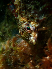 Bovichtus angustifrons