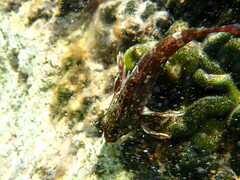 Bovichtus angustifrons