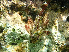 Bovichtus angustifrons