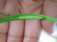 Elymnias hypermnestra