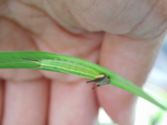 Elymnias hypermnestra