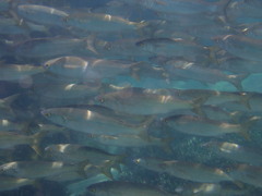 Aldrichetta forsteri