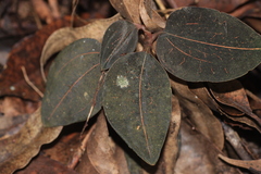 Anoectochilus elatus