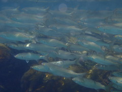 Aldrichetta forsteri