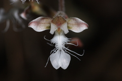 Anoectochilus elatus
