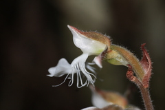 Anoectochilus elatus