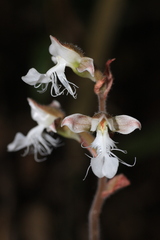 Anoectochilus elatus