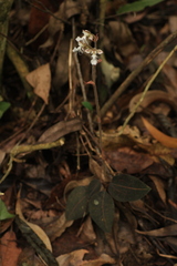 Anoectochilus elatus