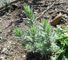 Xiphotheca lanceolata