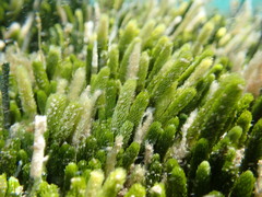 Caulerpa brownii