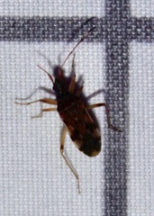 Ozophora picturata