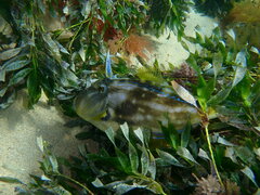 Meuschenia freycineti