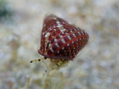 Prothalotia pulcherrima