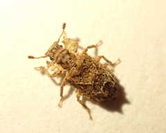 Tarphiomimus indentatus