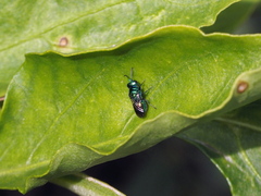 Pseudomalus pusillus